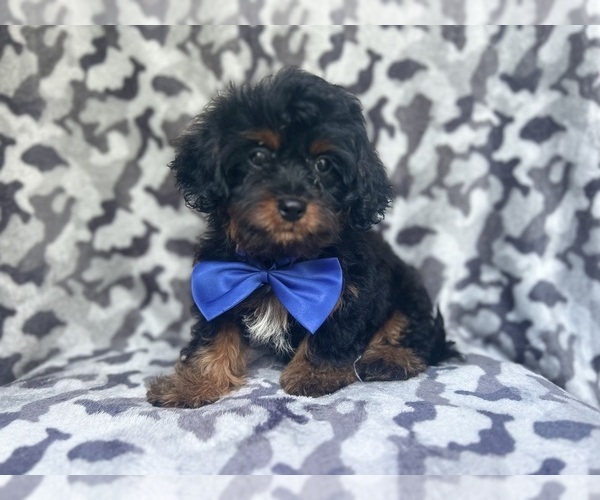 Medium Photo #1 Cavapoo Puppy For Sale in LAKELAND, FL, USA