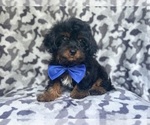Image preview for Ad Listing. Nickname: Rocky
