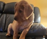 Small Photo #88 Labrador Retriever Puppy For Sale in BUFFALO, NY, USA