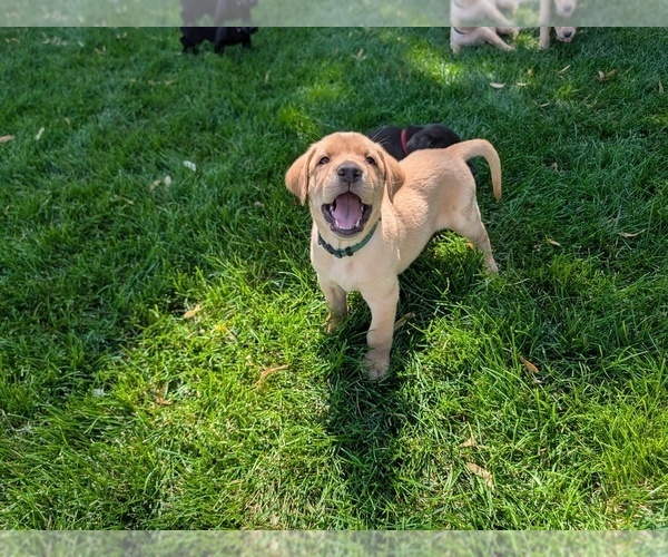 Medium Photo #10 Labrador Retriever Puppy For Sale in WISNER, NE, USA