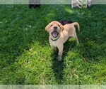 Small #9 Labrador Retriever