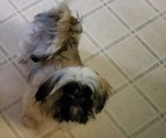 Small #5 Shih Tzu