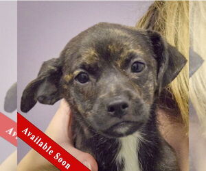 Mutt Dogs for adoption in Huntley, IL, USA