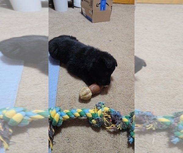 Medium Photo #6 German Shepherd Dog Puppy For Sale in BEAVER, OH, USA