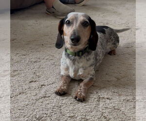 Dachshund Dogs for adoption in Macon, MO, USA