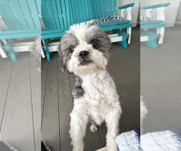 Medium Photo #2 Shih Tzu Puppy For Sale in Pacolet, SC, USA