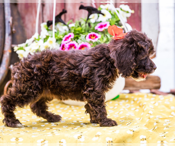 Medium Photo #7 Cockapoo Puppy For Sale in WAKARUSA, IN, USA