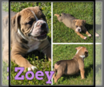Image preview for Ad Listing. Nickname: Zoey
