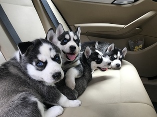 Siberian Husky Puppy for sale in WATCHUNG, NJ, USA