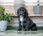 Puppy Zola Cocker Spaniel