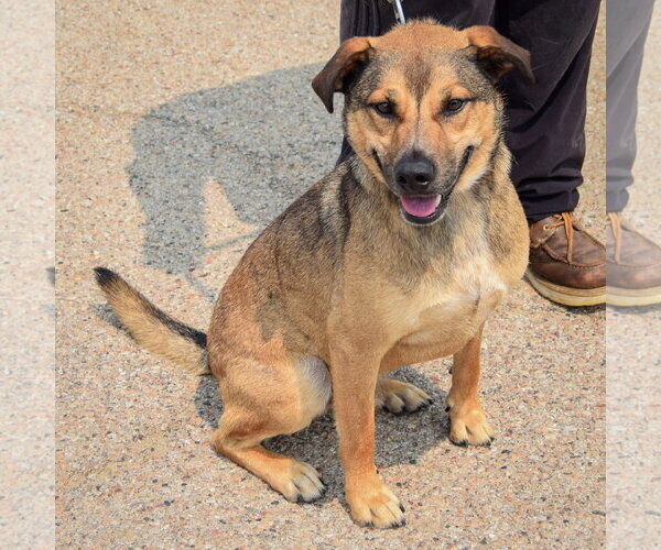 Medium Photo #3 Black Mouth Cur-German Shepherd Dog Mix Puppy For Sale in Huntley, IL, USA