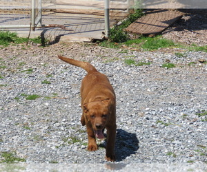 Labrador Retriever Puppy for sale in ELIZABETHTOWN, PA, USA