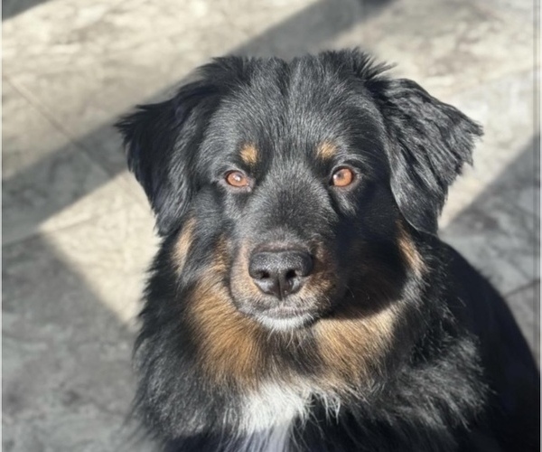 Medium Photo #1 Miniature Australian Shepherd Puppy For Sale in SANDWICH, MA, USA