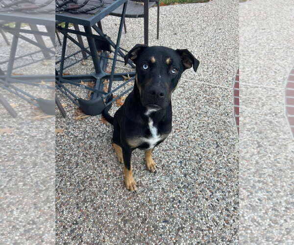 Medium Photo #2 Siberian Husky-Unknown Mix Puppy For Sale in Conroe, TX, USA