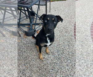Kevin - Male Siberian Husky-Unknown Mix Dog for Adoption - Photo #2