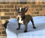 Small Photo #7 French Bulldog Puppy For Sale in FORESTVILLE, CA, USA