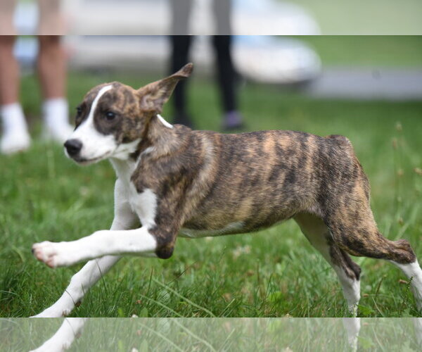 Medium Photo #2 Plott Hound-Unknown Mix Puppy For Sale in Mechanicsburg, PA, USA