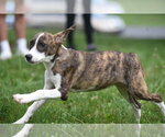 Small #1 Plott Hound Mix