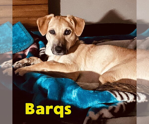 Medium Photo #9 Dachshund-Unknown Mix Puppy For Sale in San Antonio, TX, USA