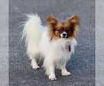 Small Photo #1 Papillon Puppy For Sale in GORDONVILLE, PA, USA