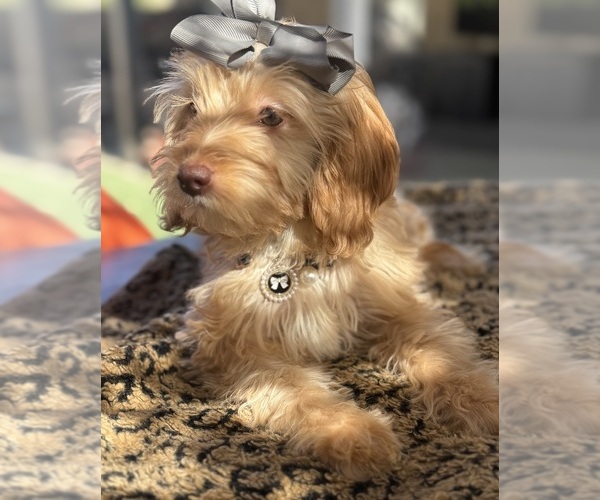 Medium Photo #6 Goldendoodle mix (+ Poodle Miniature) Puppy For Sale in MENIFEE, CA, USA