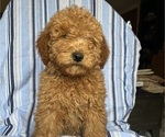 Small Photo #6 Goldendoodle (Miniature) Puppy For Sale in SAN FERNANDO, CA, USA