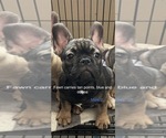 Small Photo #3 French Bulldog Puppy For Sale in TYLER, TX, USA