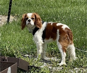 Father of the Cavalier King Charles Spaniel puppies born on 08/21/2022