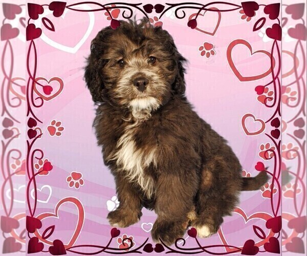 Medium Photo #10 Bernedoodle (Miniature) Puppy For Sale in PEYTON, CO, USA