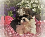 Small Photo #4 Shih Tzu Puppy For Sale in NARVON, PA, USA