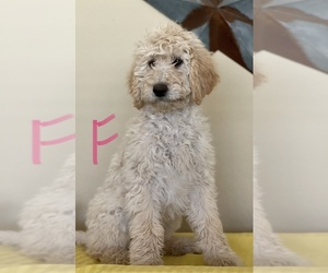 Labradoodle Puppy for sale in GRANBURY, TX, USA