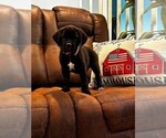 Puppy Bombur Cane Corso