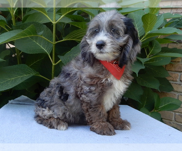 Medium Photo #6 Cock-A-Poo Puppy For Sale in MILLERSBURG, OH, USA