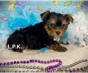 Yorkshire Terrier Puppy for sale in WINNSBORO, LA, USA