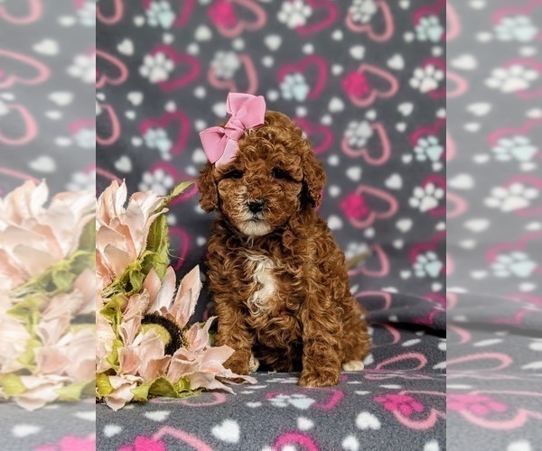 Medium Photo #5 Poodle (Toy) Puppy For Sale in NEW PROVIDENCE, PA, USA