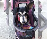 Small #4 Chihuahua