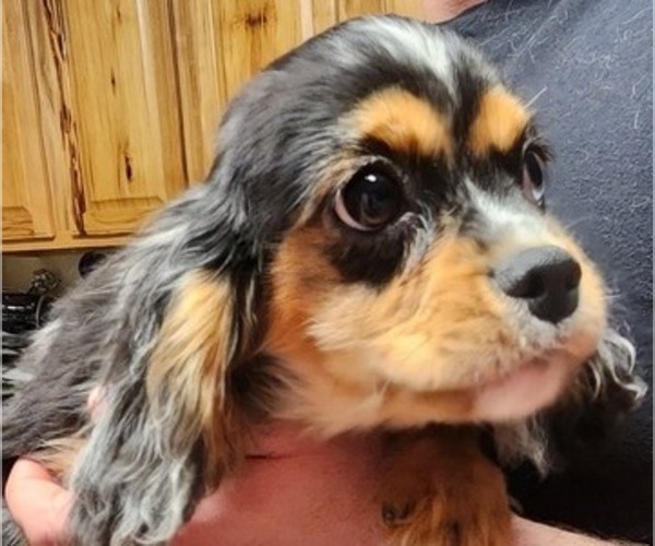Medium Photo #11 Cavalier King Charles Spaniel Puppy For Sale in BOONVILLE, NY, USA