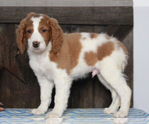 Goldendoodle-Poodle (Miniature) Mix Puppy for sale in FREDERICKSBG, OH, USA