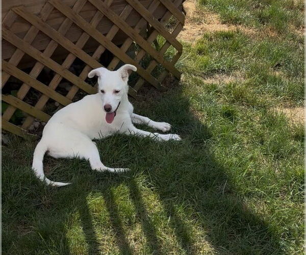 Medium Photo #12 Labrador Retriever-Unknown Mix Puppy For Sale in New York, NY, USA