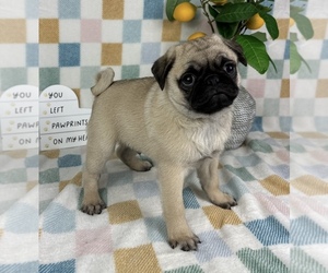 Pug Puppy for sale in FRANKLIN, IN, USA