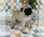 Small Pug