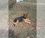 Small Photo #9 German Shepherd Dog Puppy For Sale in JASPER, AR, USA