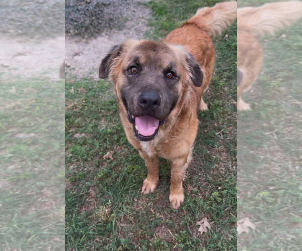 Medium Photo #2 Leonberger-Unknown Mix Puppy For Sale in Conroe, TX, USA