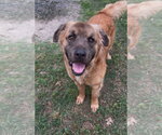 Small #1 Leonberger Mix