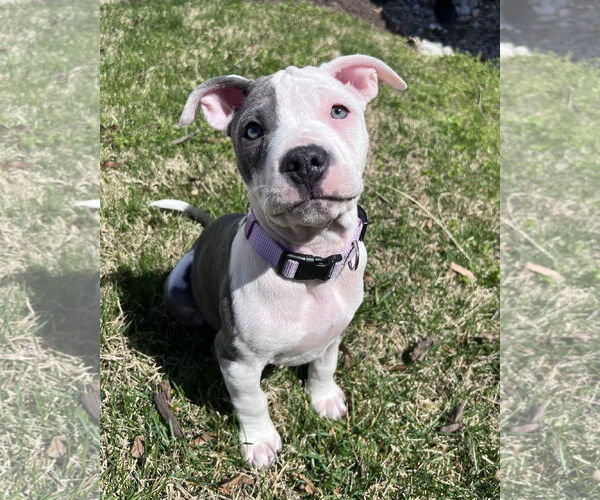 Medium Photo #2 Mutt Puppy For Sale in Spotsylvania, VA, USA