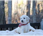 Small Photo #15 Goldendoodle Puppy For Sale in ROUGEMONT, NC, USA