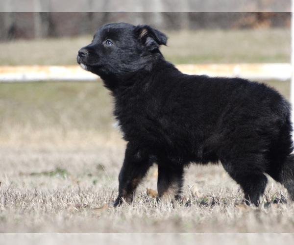 Full screen Photo #4 Australian Shepherd Puppy For Sale in OZARK, AR, USA