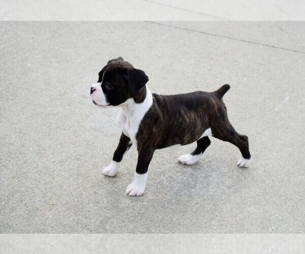 Medium Photo #4 Boxer Puppy For Sale in CHILHOWEE, MO, USA