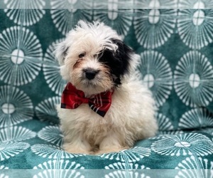 Lhasa-Poo Puppy for sale in LAKELAND, FL, USA