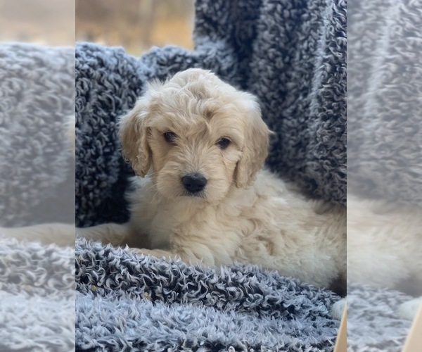 Medium Photo #3 Goldendoodle Puppy For Sale in MORGANTOWN, IN, USA